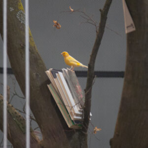 Blick in die Ausstellung Mark Dion, Mark Dion: Library for the Birds of Herford, 2015